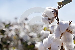 Cotton bud in field photo