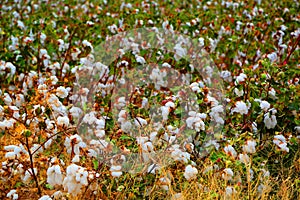 Cotton bud field