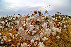 Cotton bud field