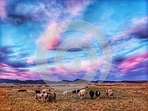 Cotton Candy and Cows in pasture in Montana photo
