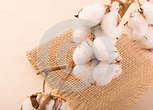 Cotton cotton flowers on a branch lie on a wooden board.