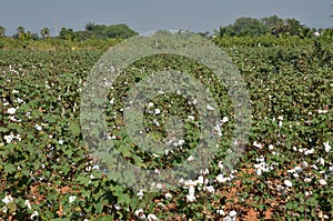 Cotton crop