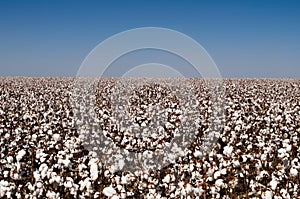 Cotton crop