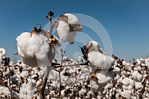 Cotton crop