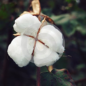 Cotton crop close up. Aged photo. India.