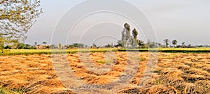 The cotton crop has been harvested along