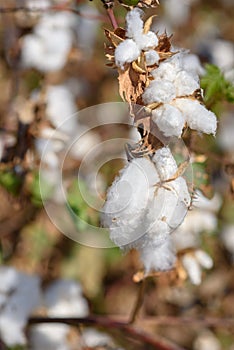Cotton crop landscape. Beautiful cotton field.