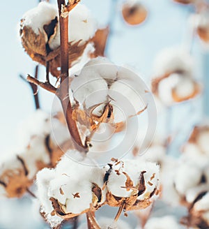 Cotton crop landscape with copy space area