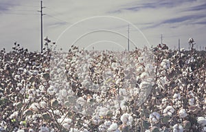 Cotton crop landscape, ripe cotton bolls