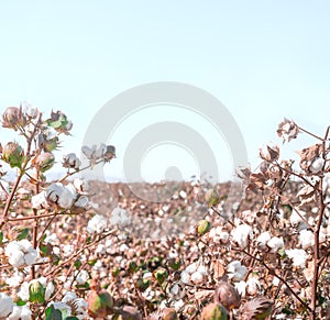 Cotton crop landscape, ripe cotton bolls