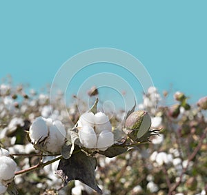 Cotton crop landscape, ripe cotton bolls