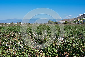 Cotton crop in open bolls prior to harvesting. Thessaly, Greece ,