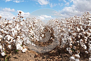 Cotton Crop Ready for Harvest