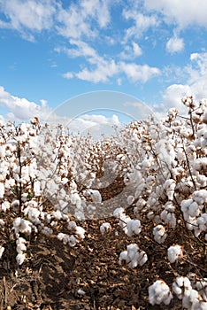 Cotton Crop Ready for Harvest