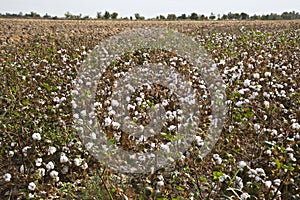 Cotton crop in Uzbekistan