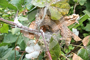 Cotton diseases