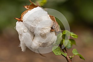 Cotton exposed in the flower bud of the plant