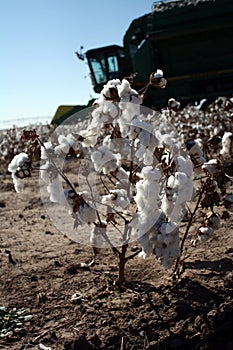 Cotton Farm