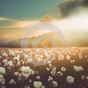 cotton farm with bight lights toned image