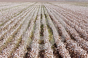 Cotton farm near Seville in Andalusia, Spain photo