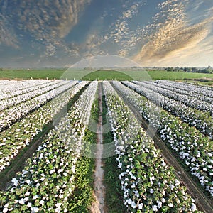 Cotton farm top view photograph