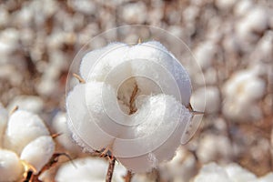 Cotton feather in close up ready to be harvested