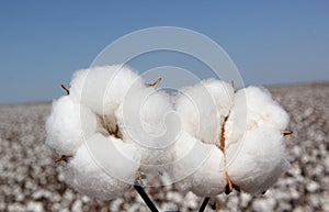 Cotton feather in close up ready to be harvested