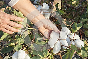 Cotton in the field