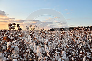 Cotton field