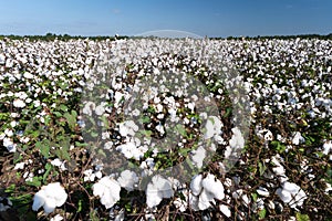 Cotton field