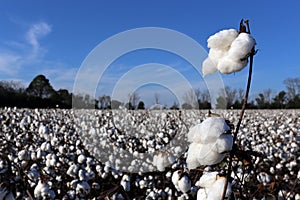 Cotton Field