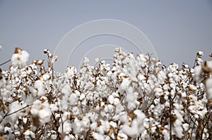 Cotton field