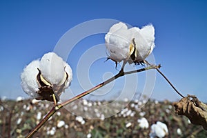 Cotton field photo