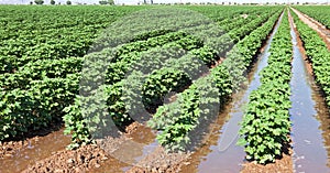 Cotton field.