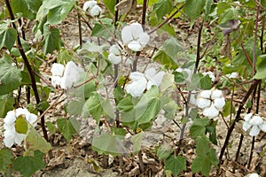 A cotton field