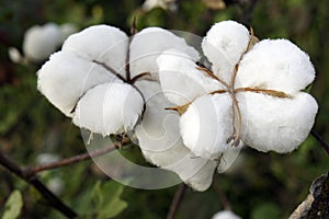 Cotton field photo