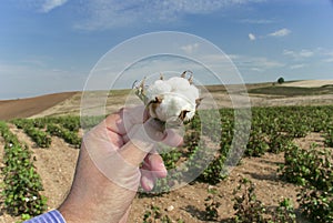 Cotton field photo