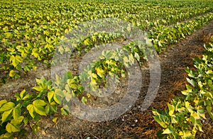 Cotton Field