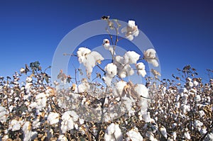 Cotton field