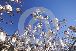 Cotton field