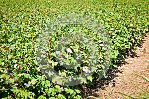 Cotton Field