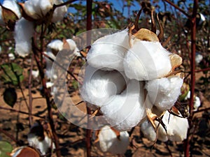 Cotton Field