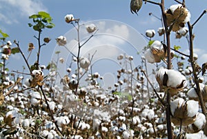 Cotton field