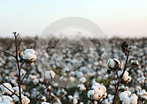 Cotton Field photo