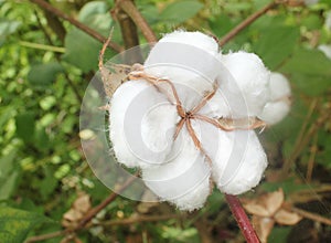 Cotton field