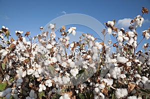 Cotton Field