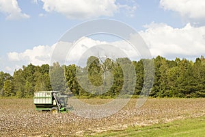 Cotton Field