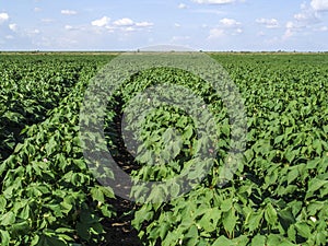 Cotton field