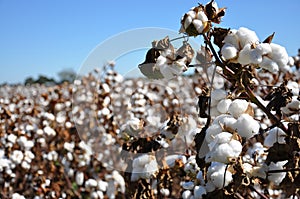 Cotton Field photo