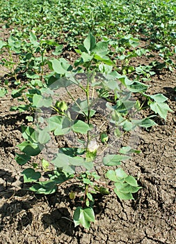 Cotton Field